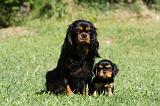 CAVALIER KING CHARLES 588